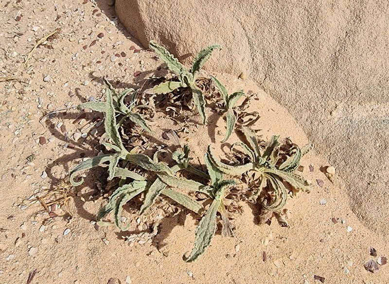 Alkanna orientalis photo 3