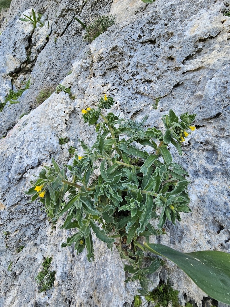 Alkanna orientalis photo 4