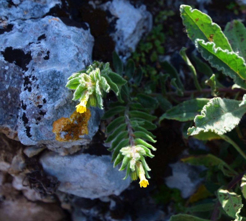 Alkanna orientalis photo 5