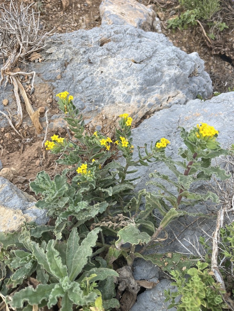 Alkanna orientalis photo 6