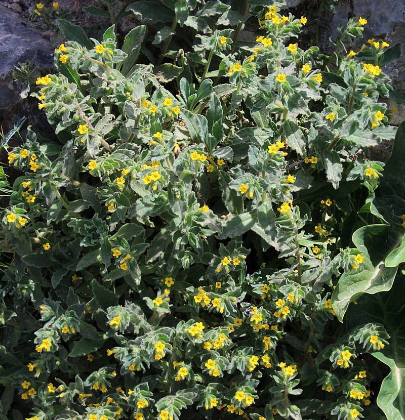 Alkanna orientalis photo 7