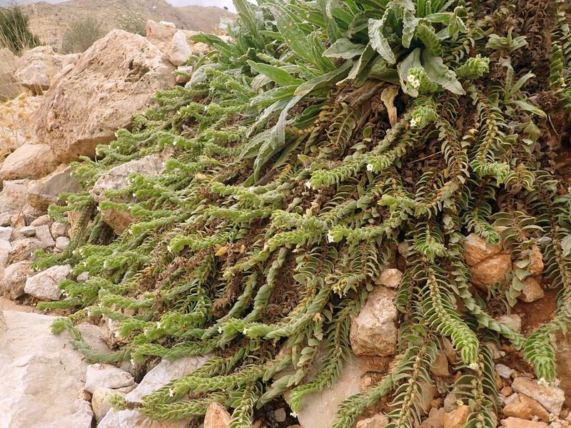 Alkanna orientalis photo 8