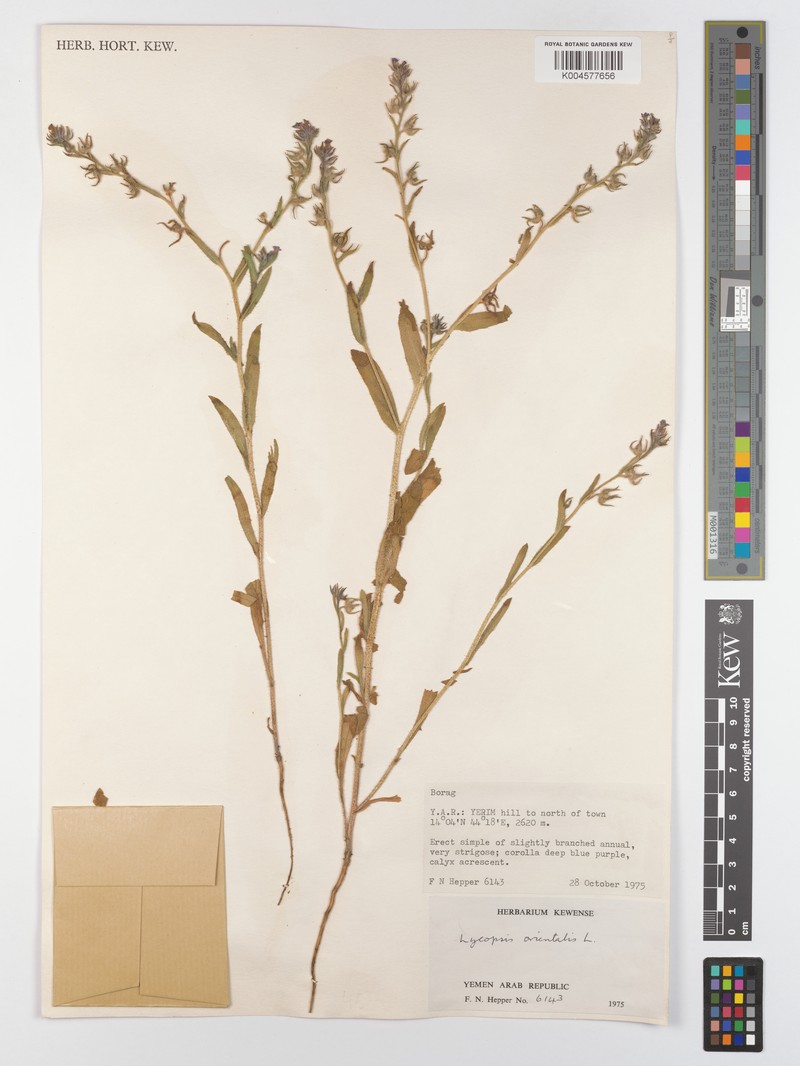 Alkanna orientalis subsp. orientalis