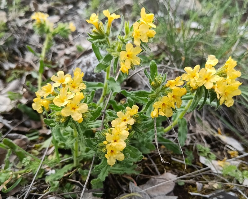 Alkanna primuliflora