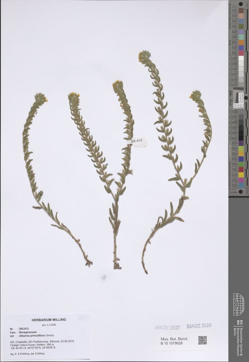 Alkanna primuliflora photo 3