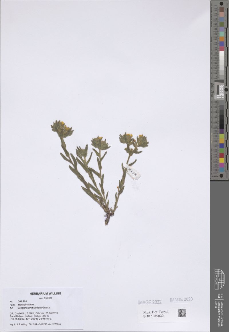 Alkanna primuliflora photo 4