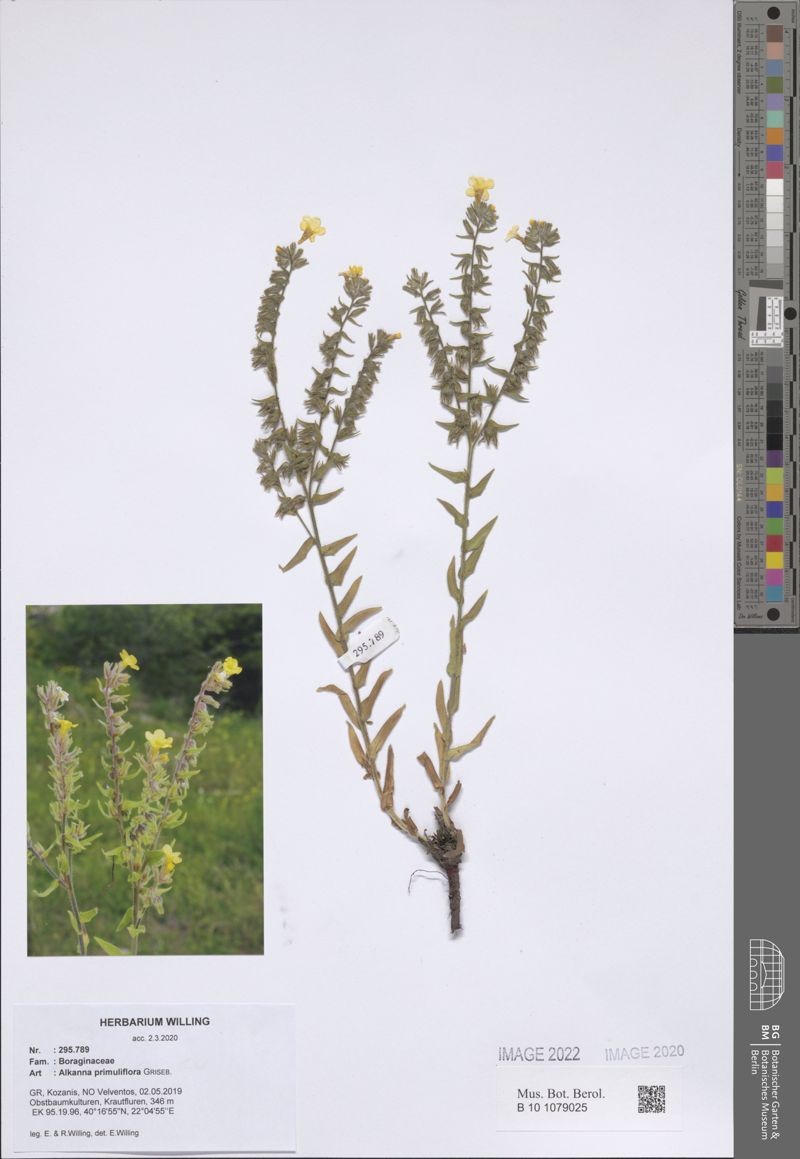 Alkanna primuliflora photo 5