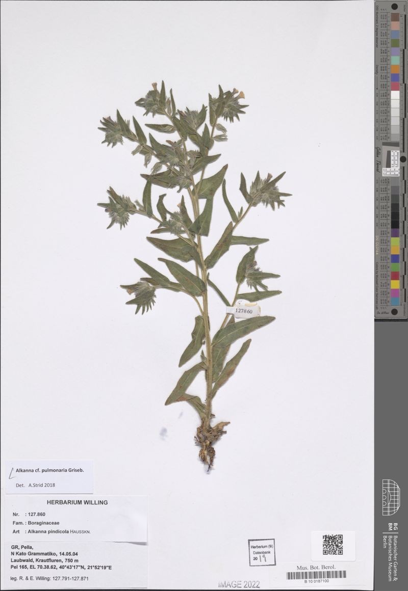Alkanna pulmonaria