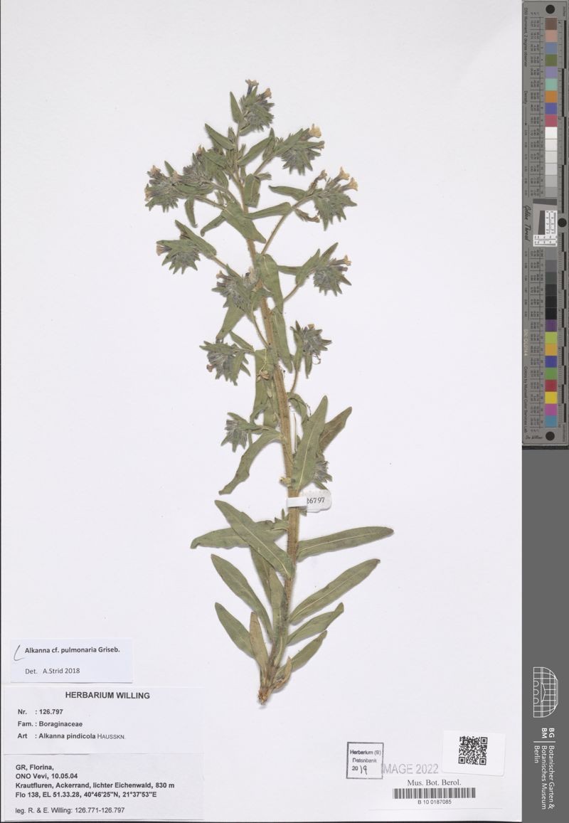 Alkanna pulmonaria photo 2