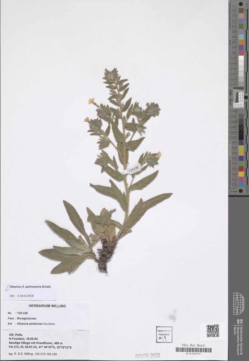 Alkanna pulmonaria photo 3