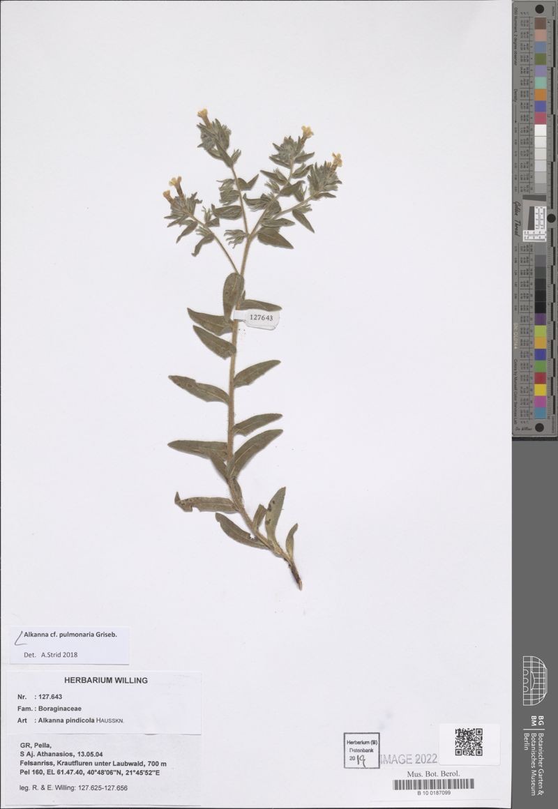 Alkanna pulmonaria photo 4