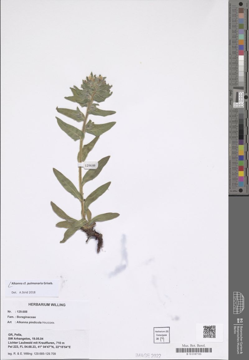 Alkanna pulmonaria photo 5