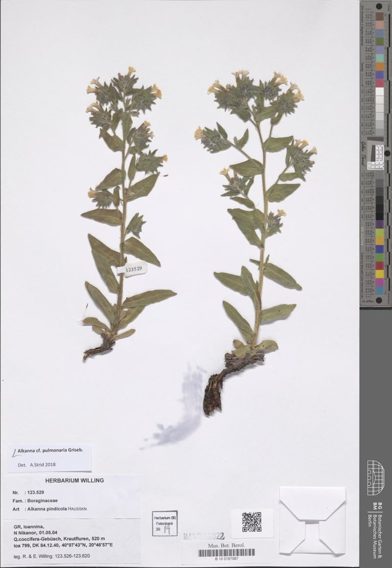 Alkanna pulmonaria photo 6