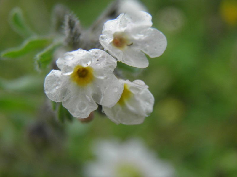 Alkanna sartoriana
