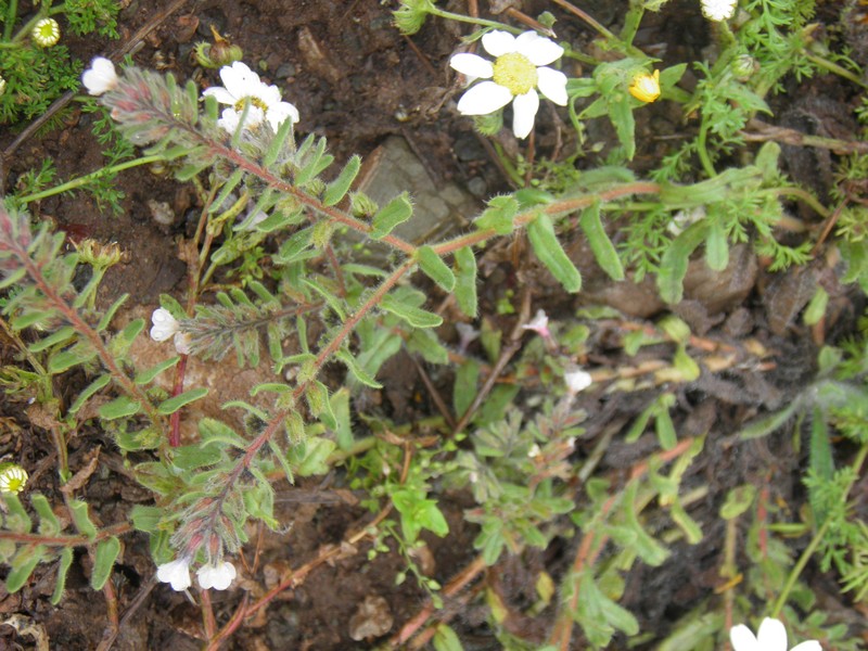 Alkanna sartoriana photo 2
