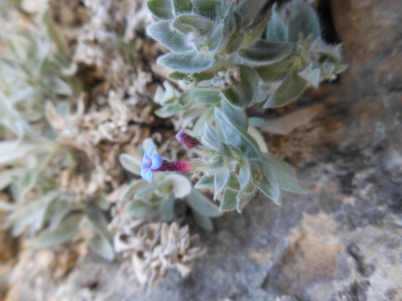 Alkanna saxicola photo 2