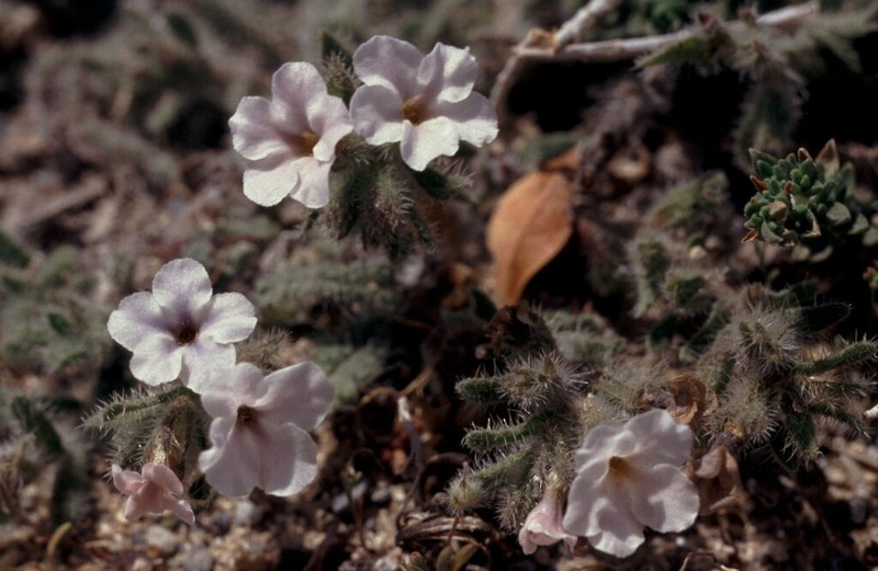 Alkanna sieberi