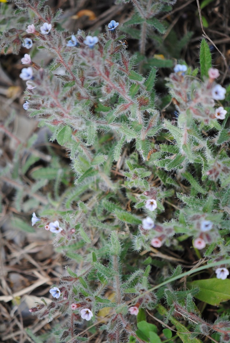 Alkanna sieberi photo 2