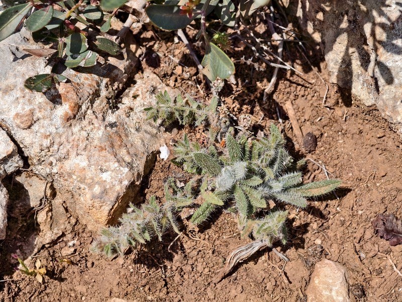 Alkanna sieberi photo 3