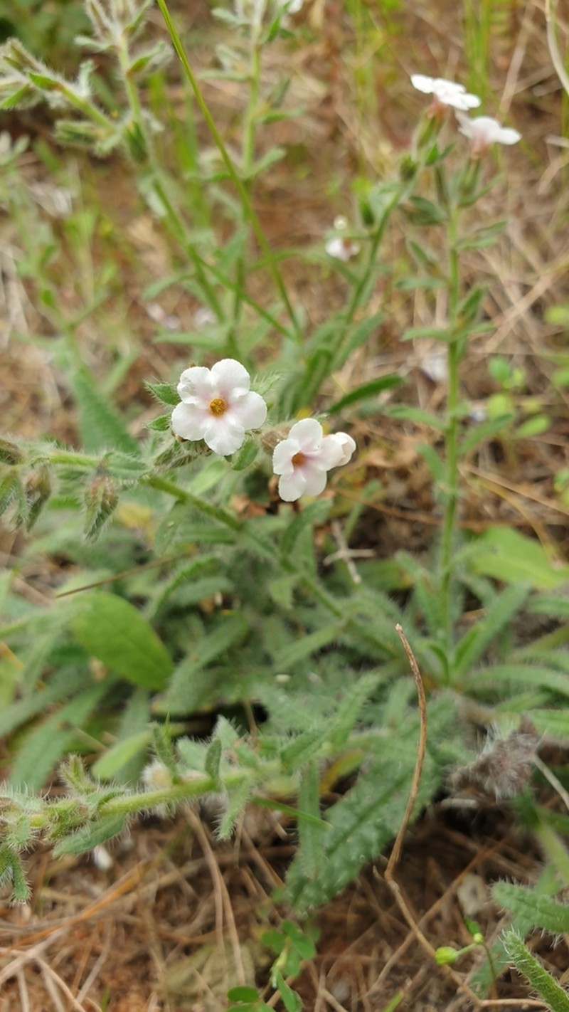 Alkanna sieberi photo 4