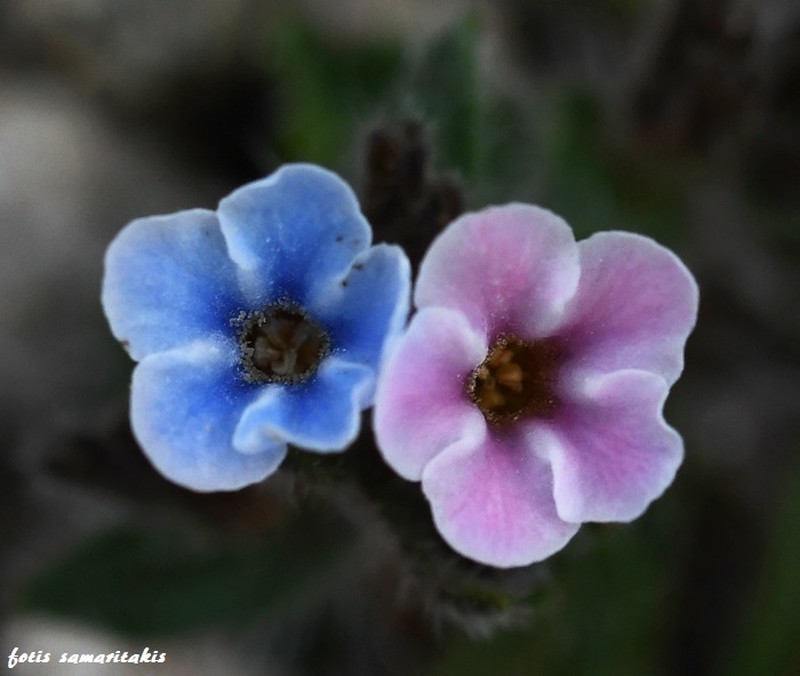 Alkanna sieberi photo 5