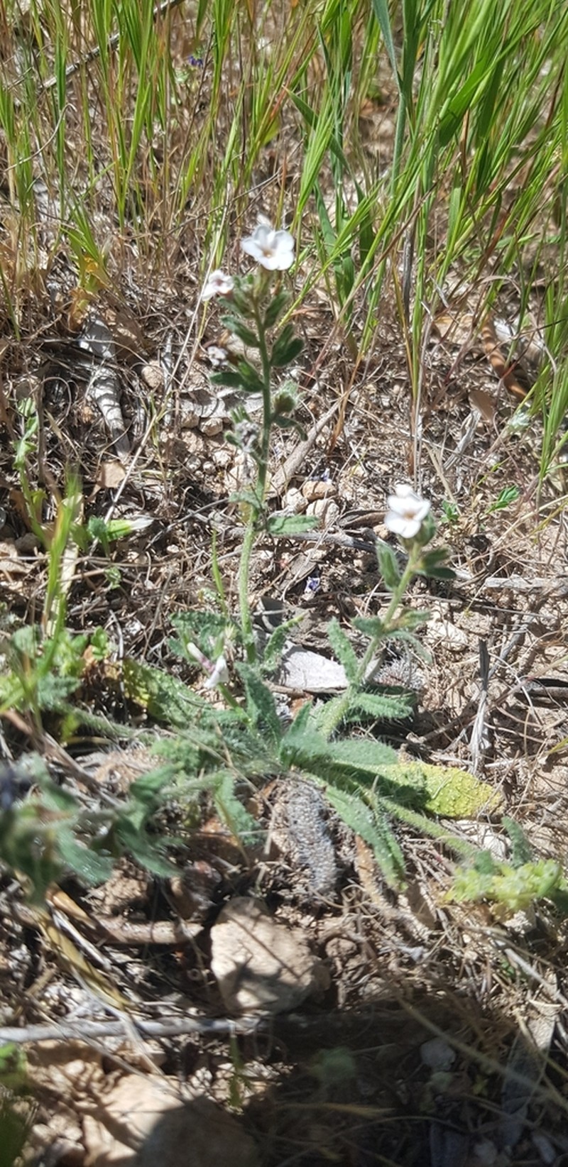 Alkanna sieberi photo 7