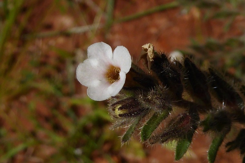 Alkanna sieberi photo 8