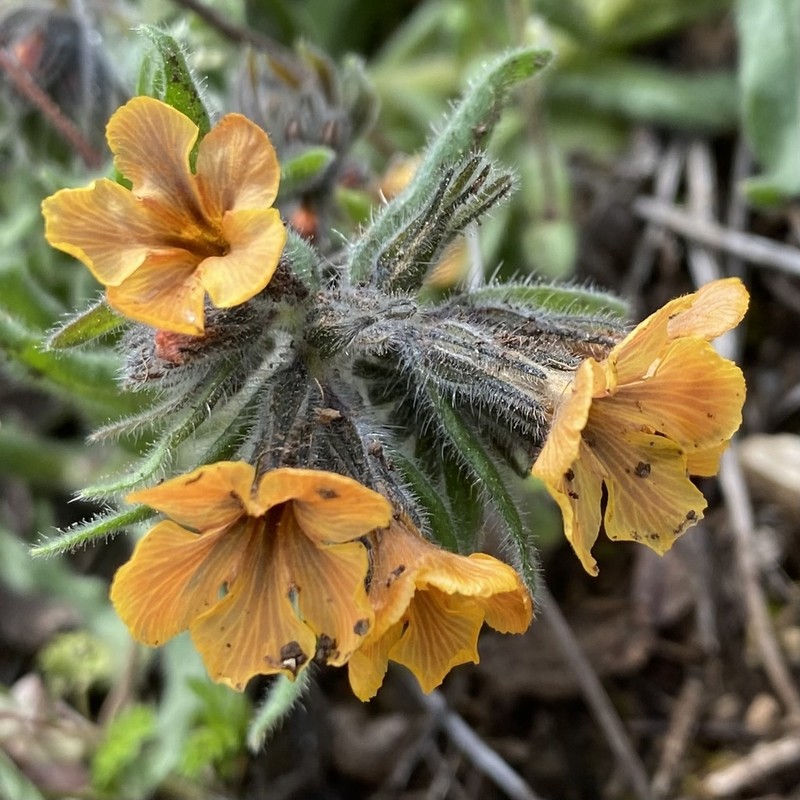 Alkanna stribrnyi