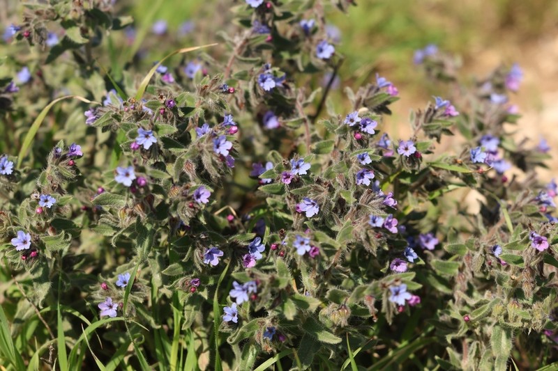 Alkanna strigosa