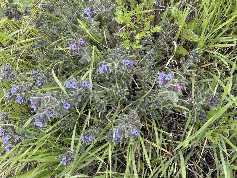 Alkanna strigosa photo 2