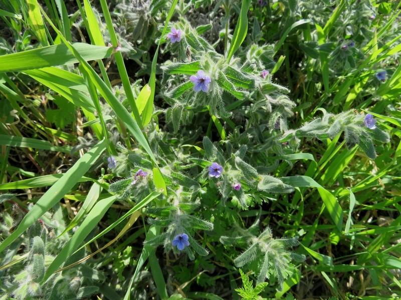 Alkanna strigosa photo 3