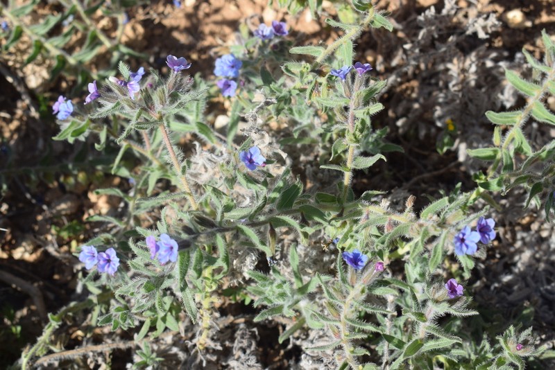 Alkanna strigosa photo 4