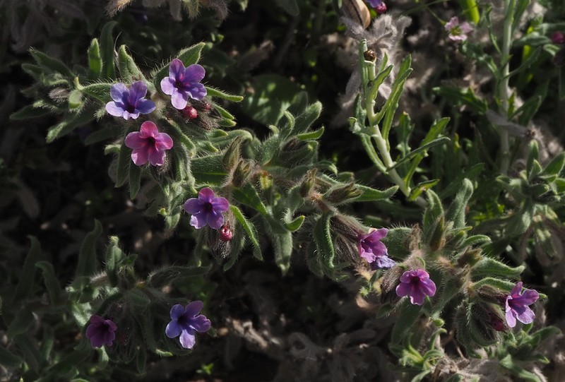 Alkanna strigosa photo 5