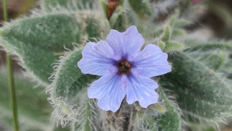 Alkanna strigosa photo 6