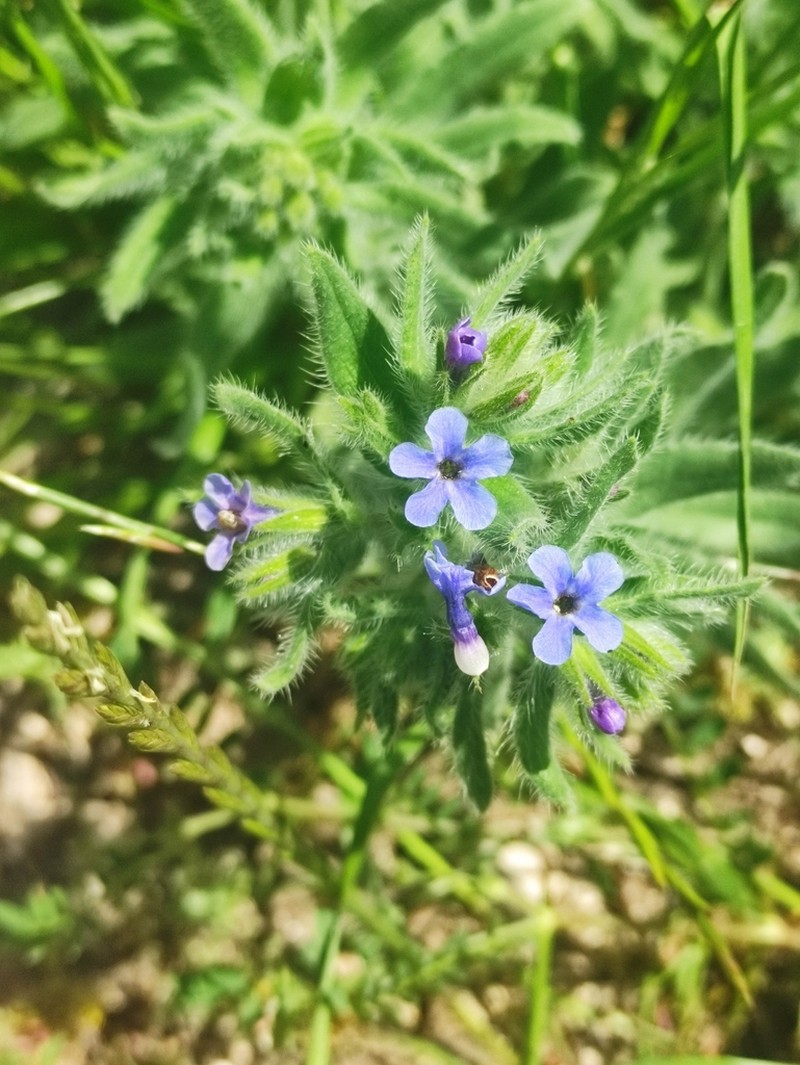Alkanna strigosa photo 7