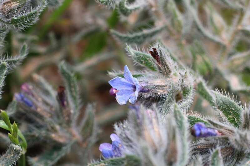 Alkanna strigosa photo 8