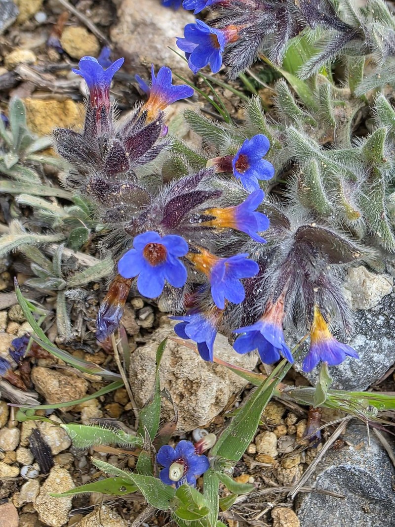 Alkanna tinctoria subsp. tinctoria