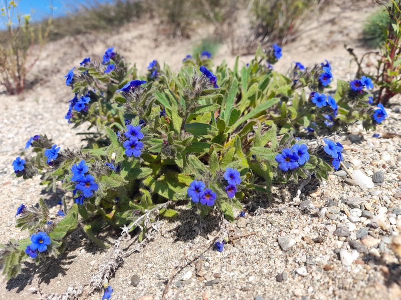 Alkanna tinctoria subsp. tinctoria photo 2