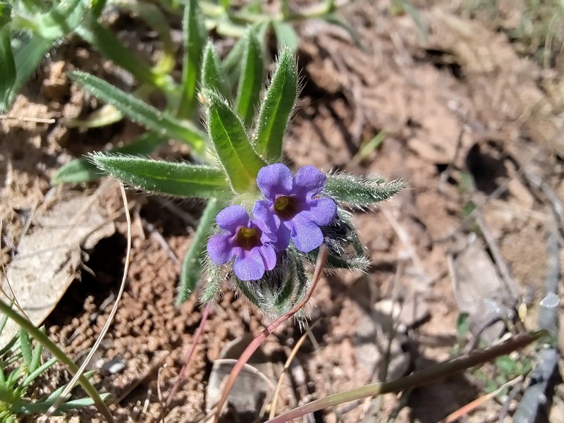 Alkanna tinctoria subsp. tinctoria photo 3