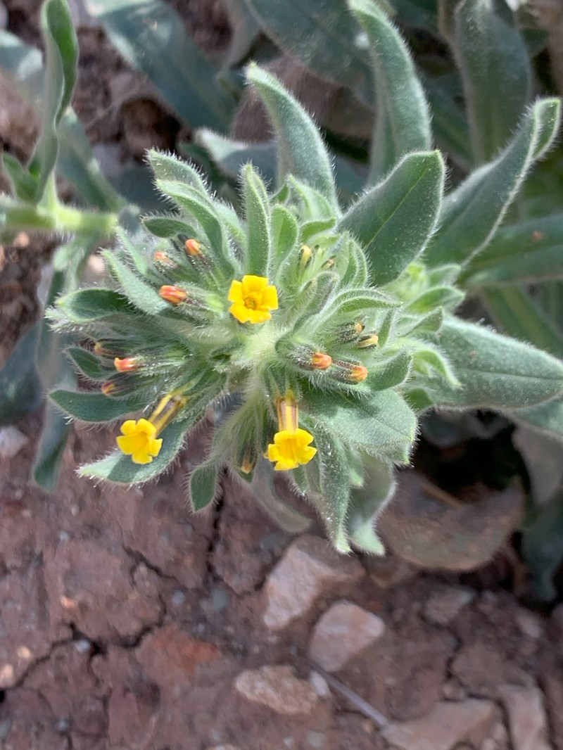 Alkanna trichophila