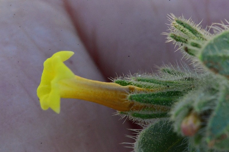 Alkanna trichophila photo 2