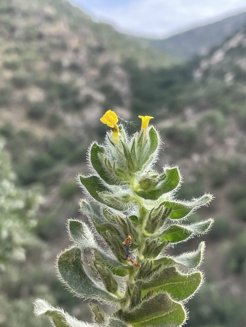 Alkanna trichophila photo 3