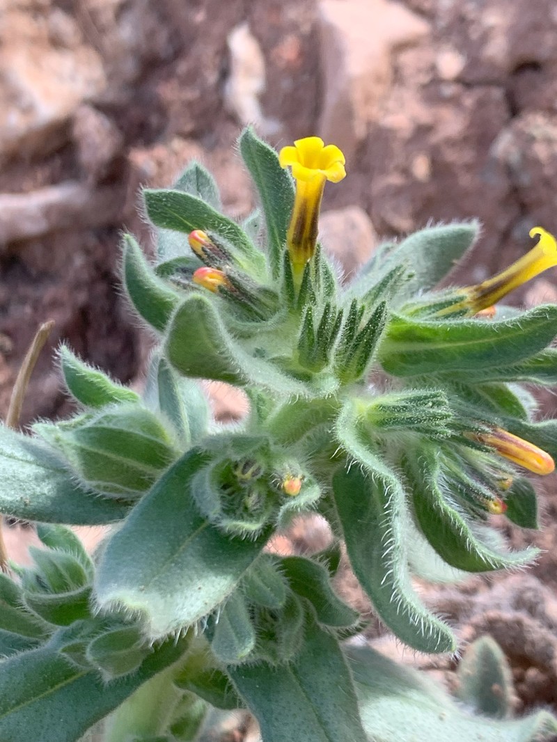 Alkanna trichophila photo 4