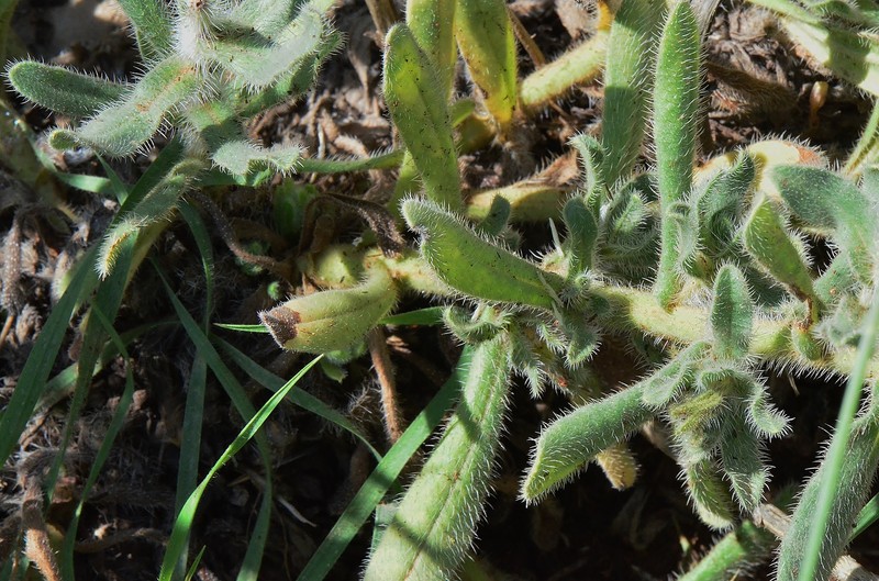 Alkanna trichophila photo 6
