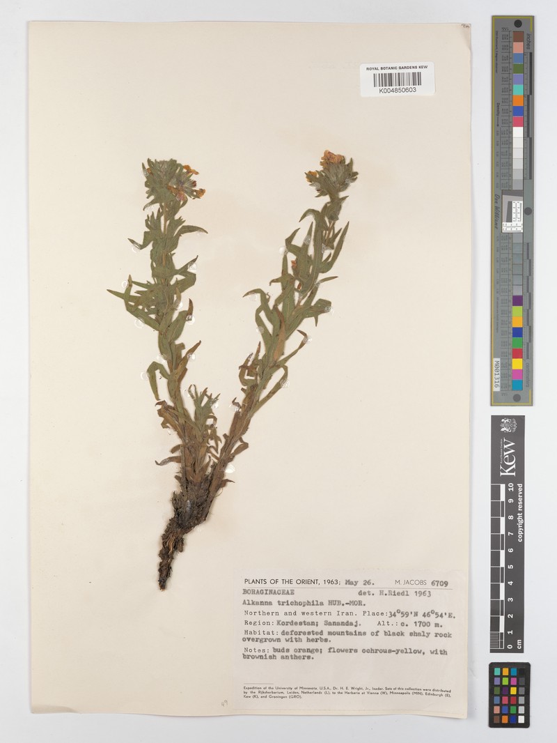 Alkanna trichophila photo 7