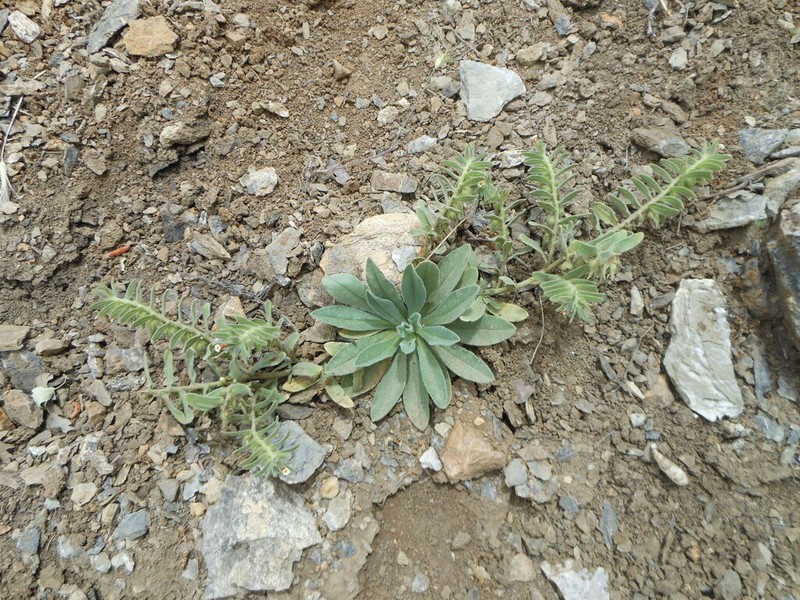 Alkanna tubulosa photo 2