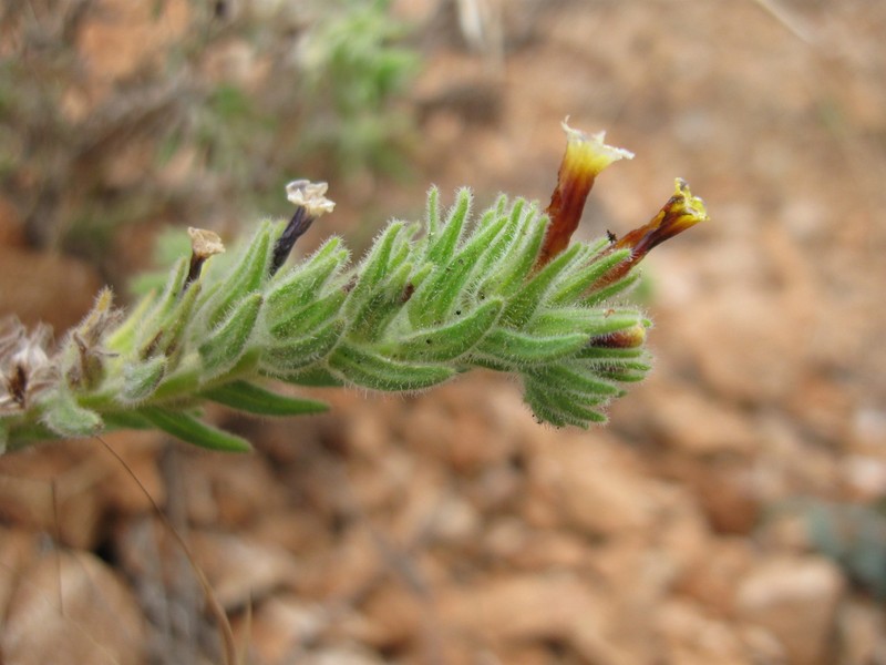 Alkanna tubulosa photo 3