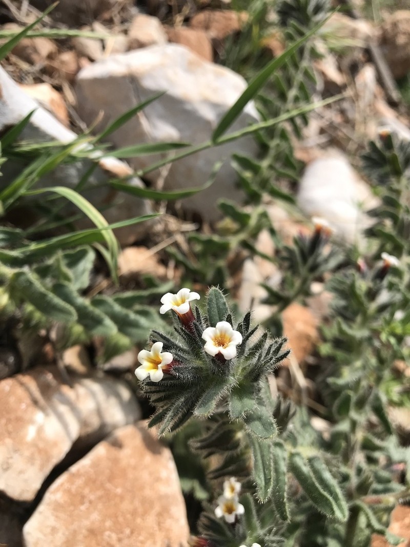 Alkanna tubulosa photo 5