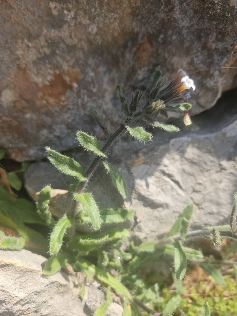 Alkanna tubulosa photo 6