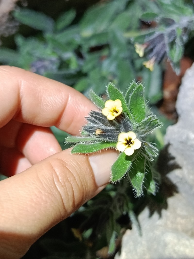 Alkanna tubulosa photo 7